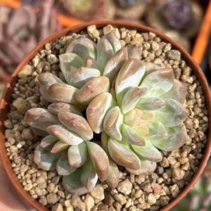 Colonia Echeveria Amber (Coreana)