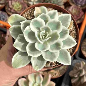 Echeveria Green Rose Variegada