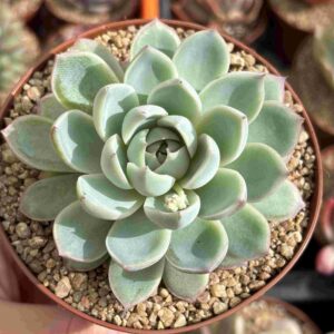 Echeveria Elegans