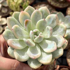 Echeveria Monroe Variegada (Coreana)