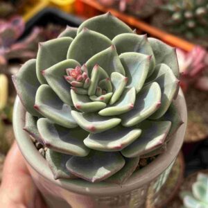 Echeveria Bella Donna