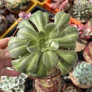 Aeonium Zeus Middle