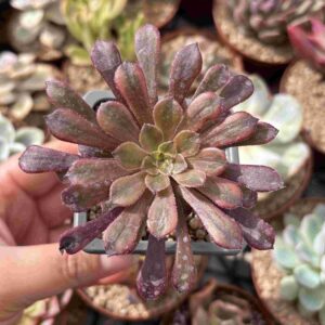 Aeonium Zwartkin Chocolate