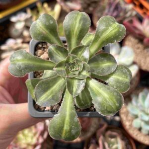 Aeonium Zeus Middle