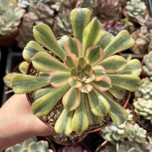 Aeonium Verna
