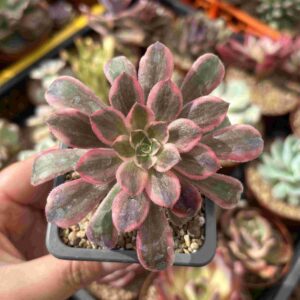Aeonium Pink Witch Silk