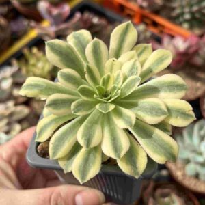 Aeonium Maibach