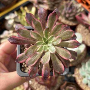 Aeonium Pink Daisy