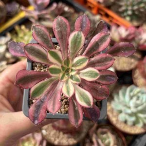 Aeonium Pudgy