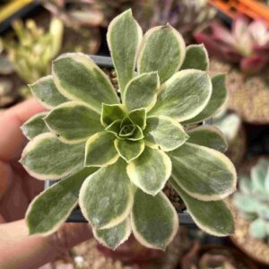 Aeonium Green Rose
