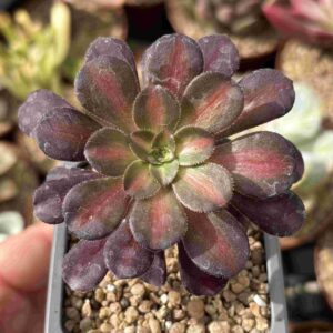 Aeonium Kilimanjaro