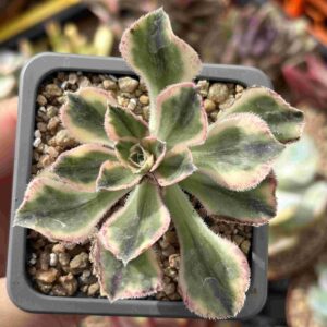 Aeonium Marnier Lapostolle