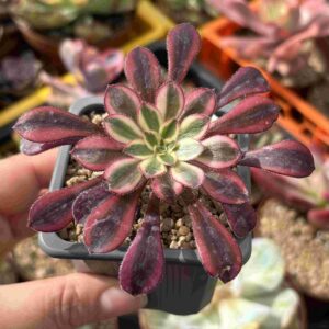 Aeonium Pudgy
