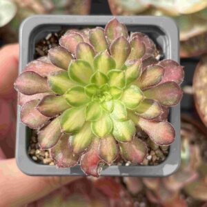 Aeonium Shaohua