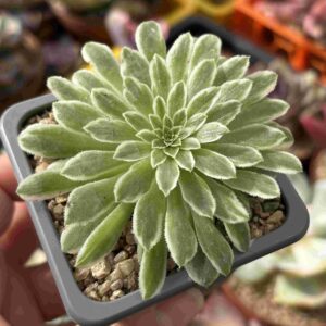 Aeonium Green Emerald