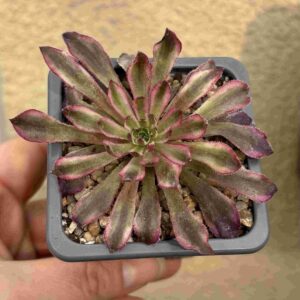 Aeonium Poison