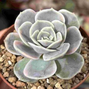Echeveria Blue Surprise Variegada