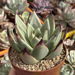 Echeveria Agavoides Bull Demon (Coreana)