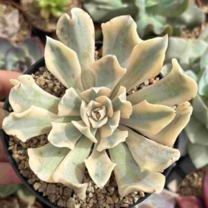Echeveria Saffron Variegada