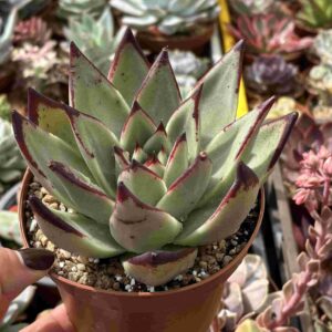 Echeveria Agavoides Bull Demon (Coreana)