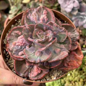 Echeveria Beyonce Variegada (carunculada)