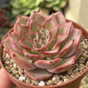 Echeveria Purple Star (Coreana)
