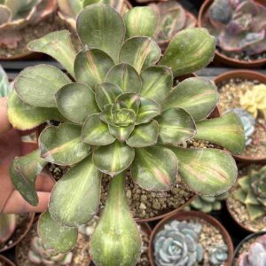 Aeonium Zeus Middle
