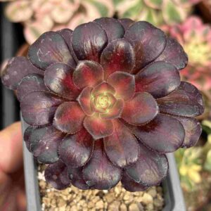Aeonium Kilimanjaro
