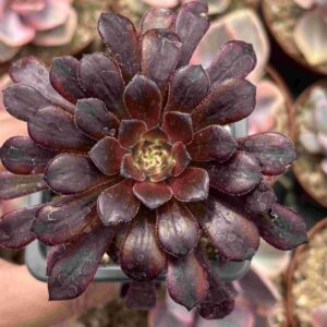 Aeonium Zwartkin Chocolate