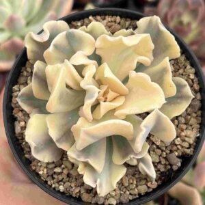 Echeveria Saffron Variegada