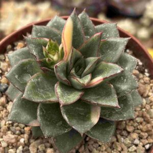 Echeveria Monocerotis Variegada
