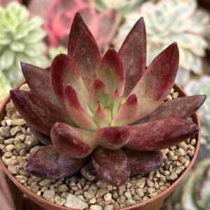 Echeveria Agavoides Romeno Rubin x Tolimanensis