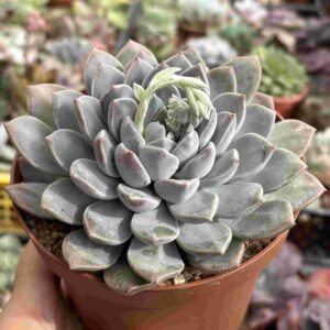 Echeveria Amaria Bump Blue (caranculada)