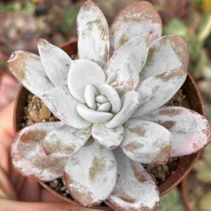 Echeveria Laui
