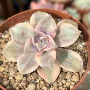 Graptopetalum ‘Purple Delight’ Variegada