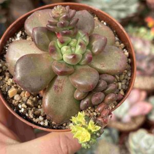 Graptoveria Chanel