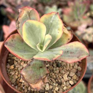 Echeveria Tornado Variegado