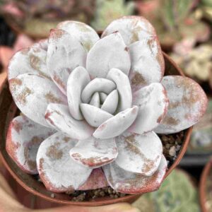 Echeveria Laui