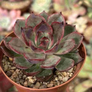 Echeveria Black Blullet (w)
