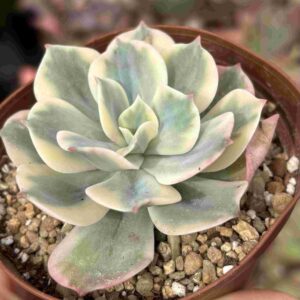 Echeveria Imbricata Variegada
