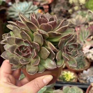 Colonia Echeveria Pushke (XL)