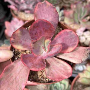 Echeveria Palace Variegada