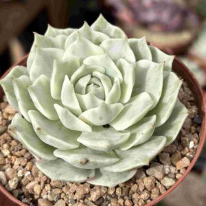 Echeveria Lola Variegada