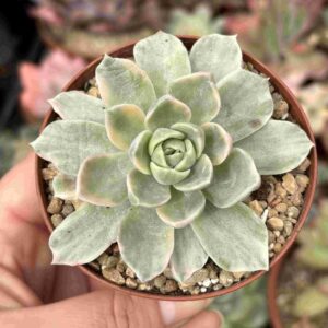 Graptoveria Fantome Variegada