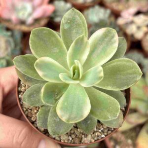 Echeveria Pink Vera Variegada