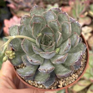 Echeveria Dark Ice