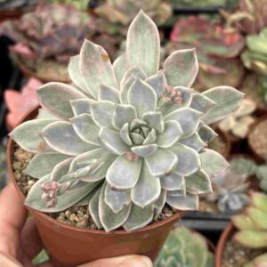 Echeveria Scarlet Variegada