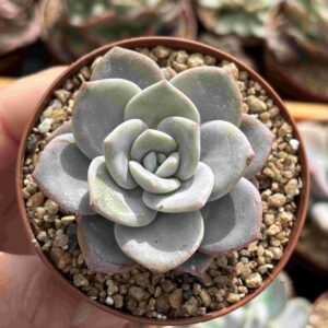 Echeveria Laubum