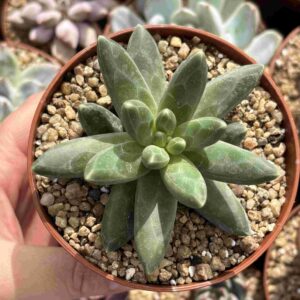 Pachyphytum Compactum