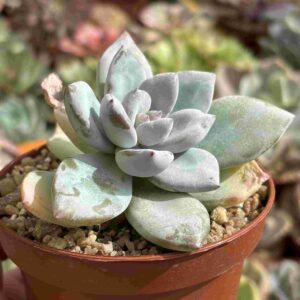 Echeveria Ice Cristal (raices nuevas)
